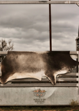 Cowhide Rug 241980
