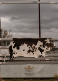 Cowhide Rug 241954