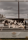 Cowhide Rug 241954